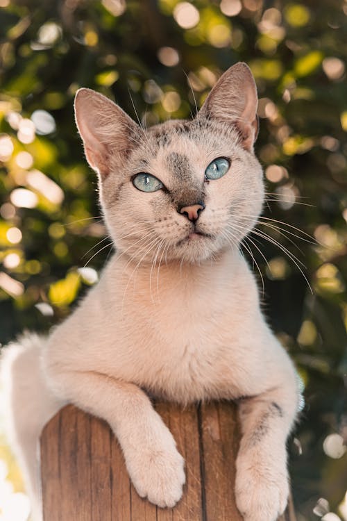 Blue Eyed Cat Sitting on Wooden Pole