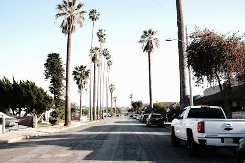 Palms by the Street 