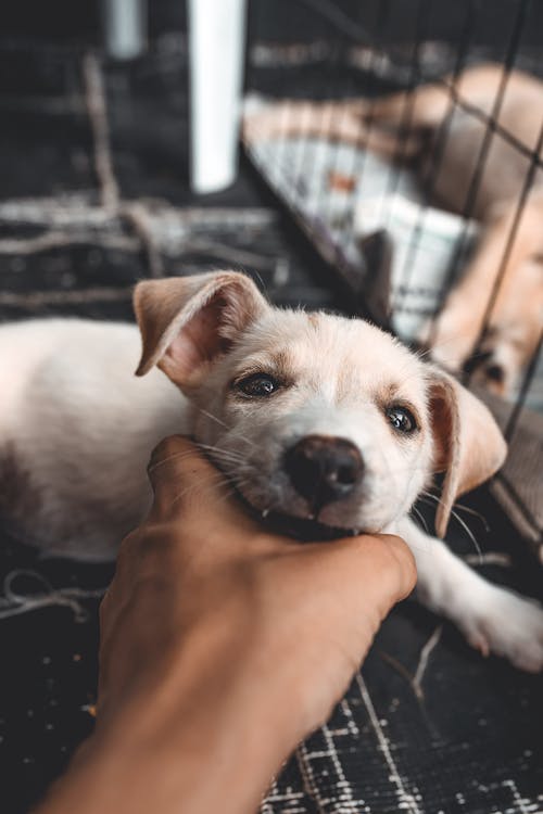 Hand Holding up Head of Puppy