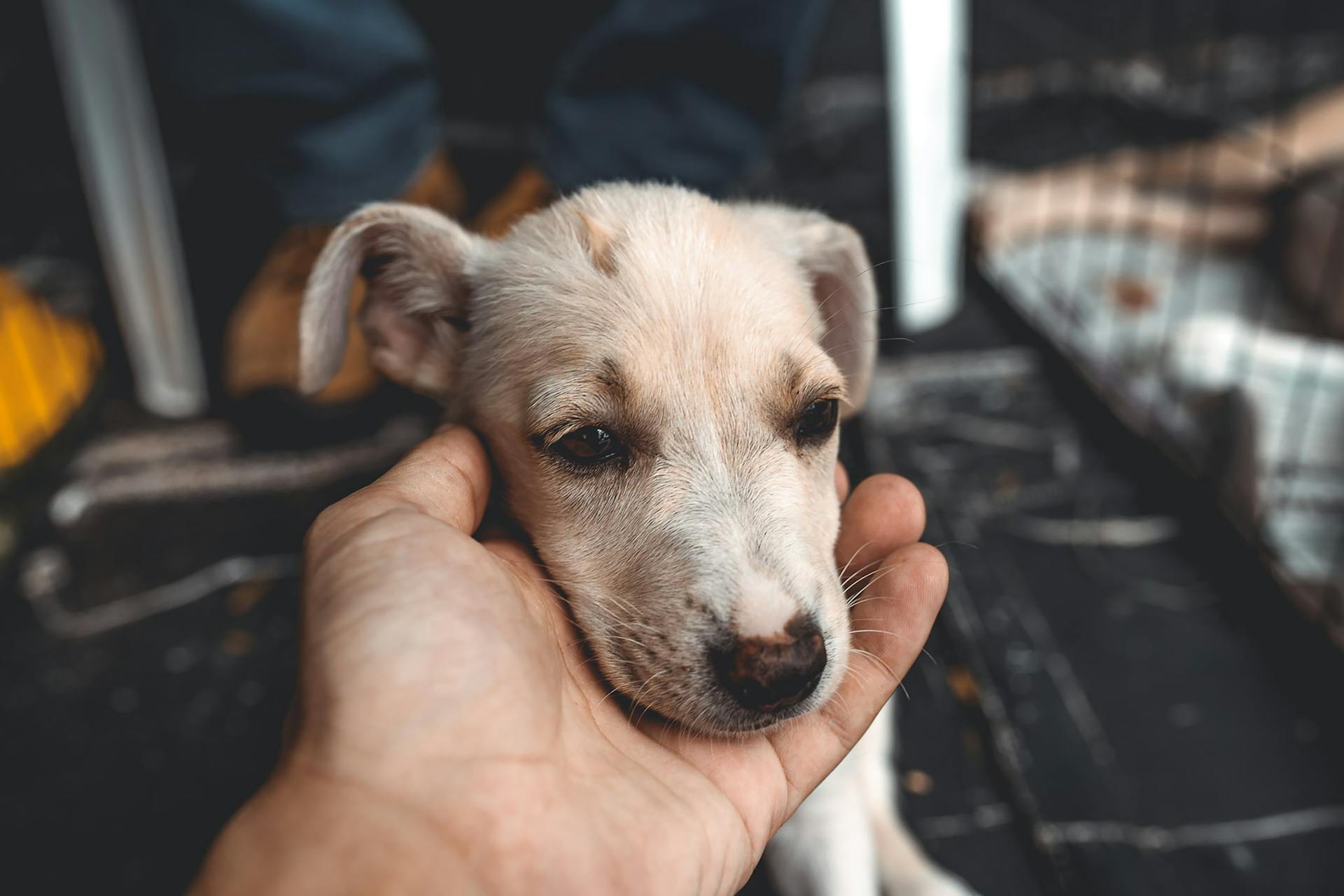 Hand Holding up Young Puppys Head