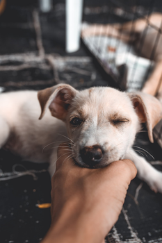 Close-up of a cute puppy winking while being gently held by a hand indoors.