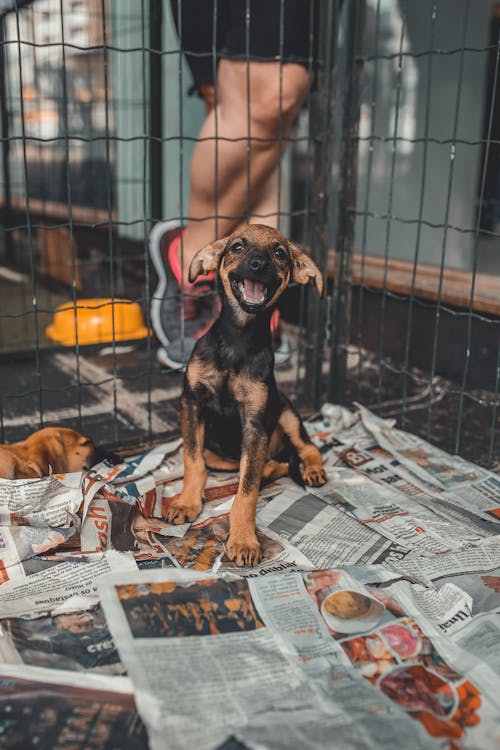 Happy Dog in Kennel Lined with Newspapers