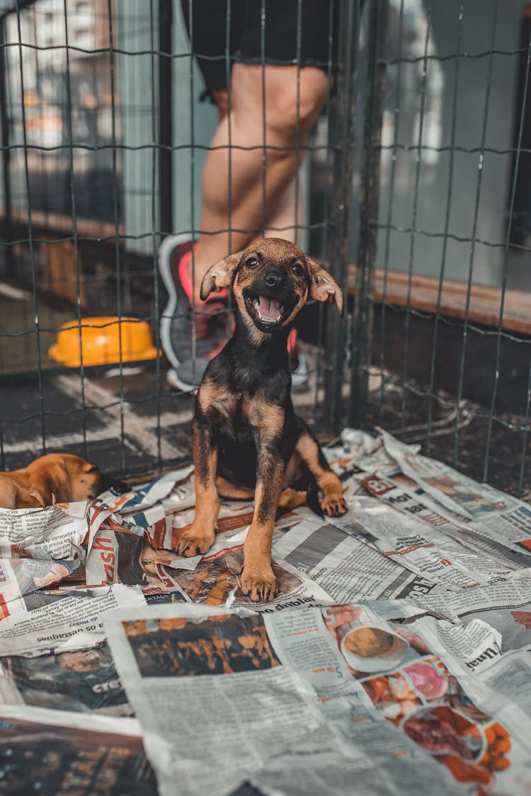 Happy Dog In Kennel Lined With Newspapers