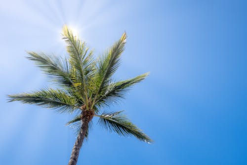 Δωρεάν στοκ φωτογραφιών με γαλάζιος ουρανός, δέντρο, ήλιος Φωτογραφία από στοκ φωτογραφιών