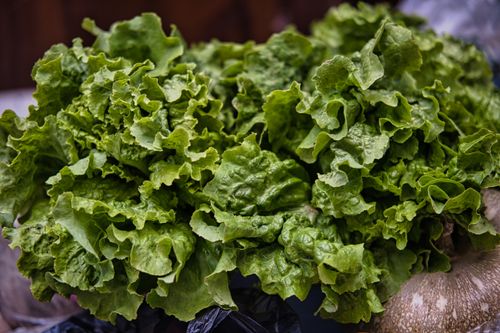 Free Close-up of vibrant, fresh green lettuce leaves showcasing their healthy and nutritious appeal. Stock Photo