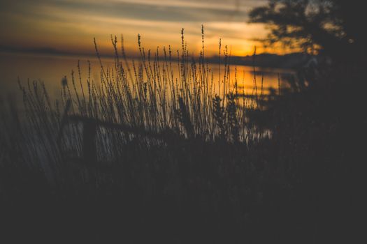 A tranquil sunset view with silhouettes of grass by a lake, reflecting warm hues.