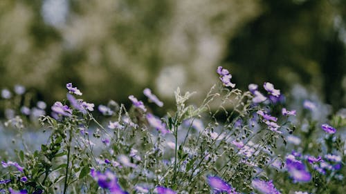 Close-up Photo of Flax Field