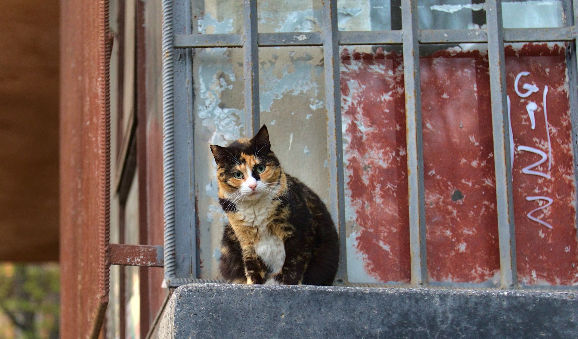 A Calico Cat Sitting on an Abandoned Building Wall
