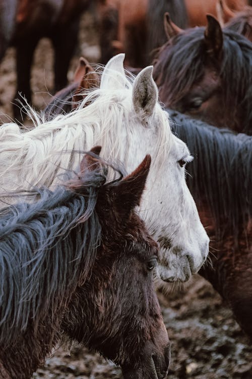 Безкоштовне стокове фото на тему «вертикальні постріл, коні, Природа»