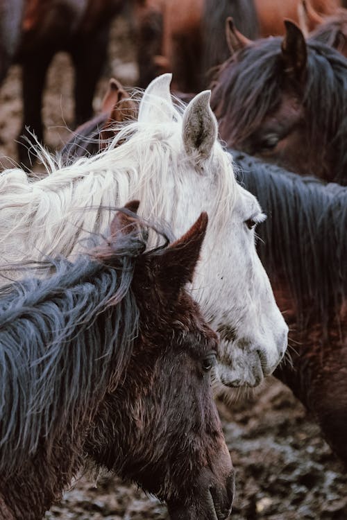 Herd of Horses on a Pasture 