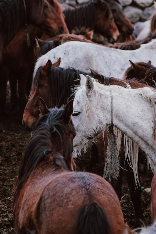 Foto profissional grátis de animais, cavalos, chácara