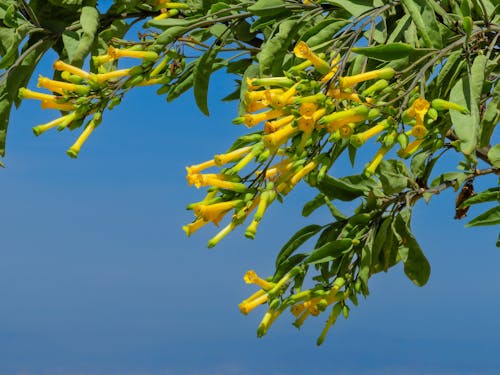 Základová fotografie zdarma na téma čisté nebe, detail, flóra