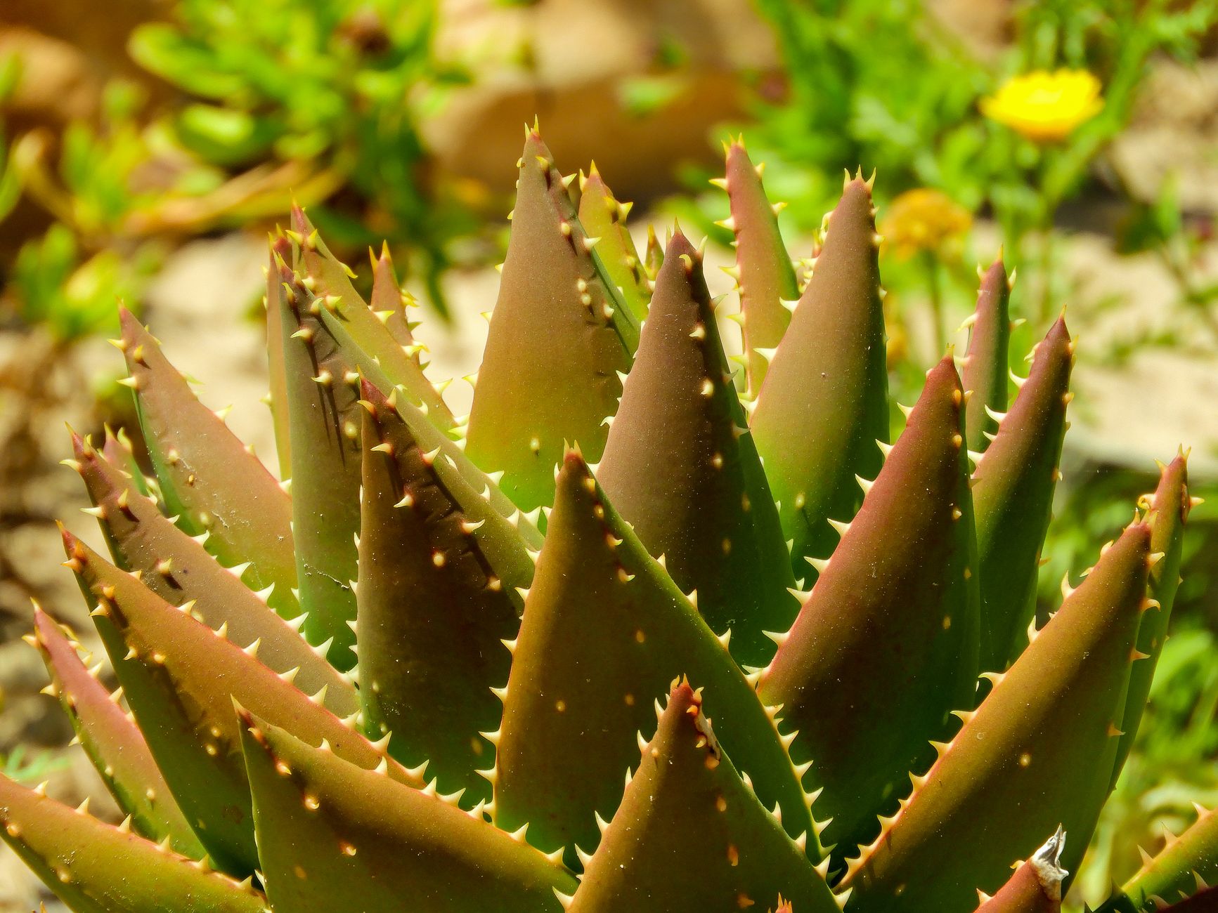 Vibrant close-up of a spiky green succulent showcasing its sharp leaves and unique texture.