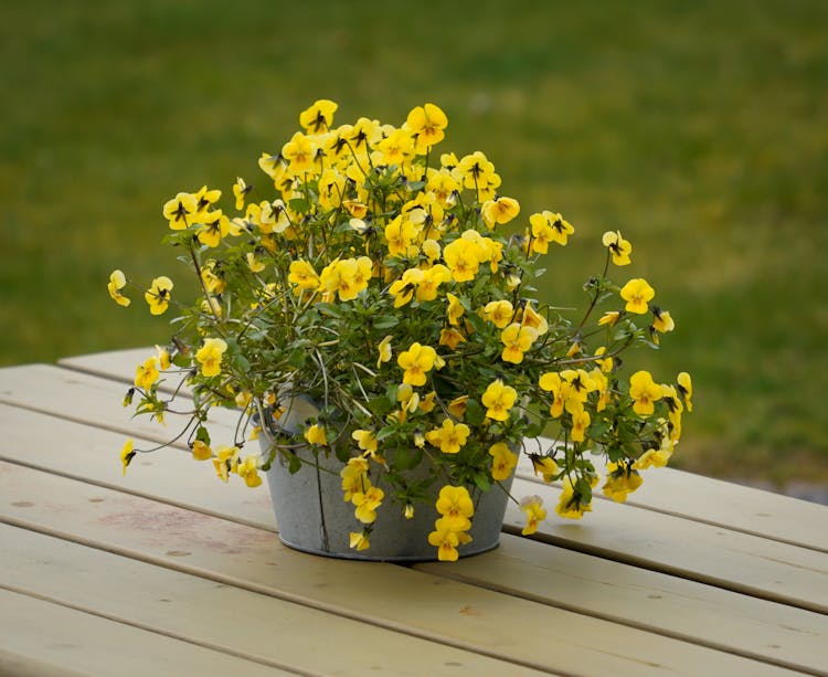 Photo Of A Pansy In A Pot