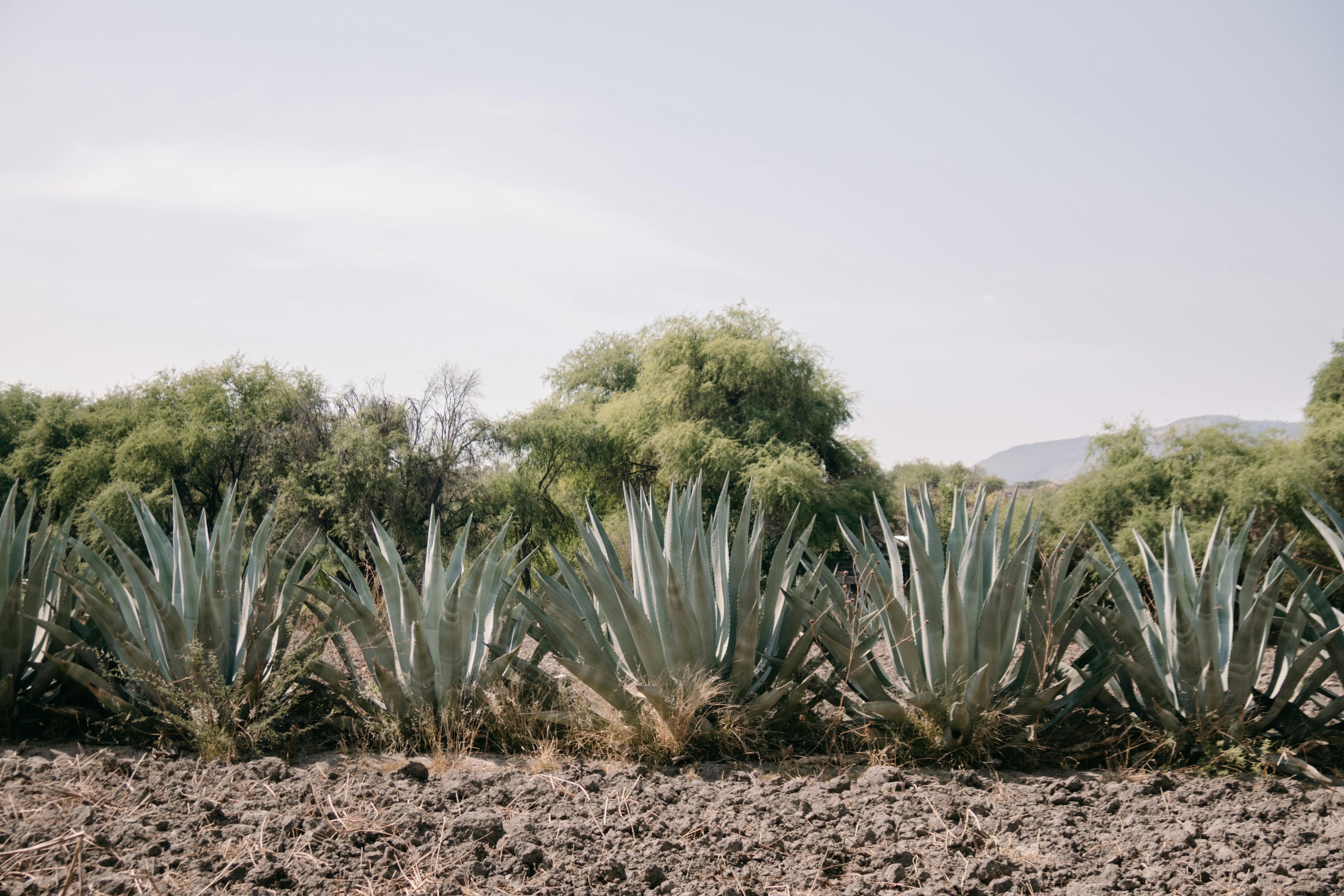 Desert Agave Photos, Download The BEST Free Desert Agave Stock Photos ...