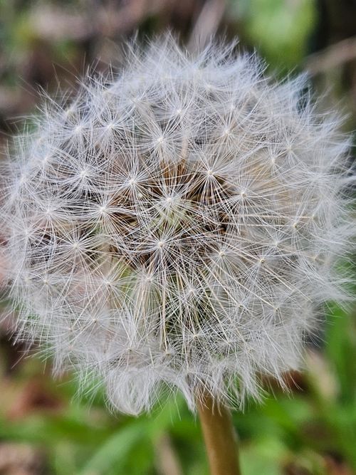 Free stock photo of beautiful, dandelion, detail Stock Photo