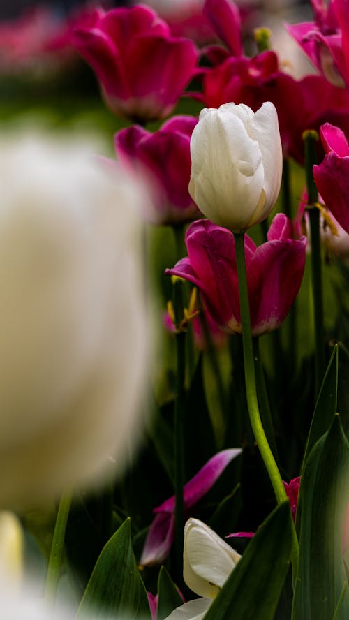 Foto d'estoc gratuïta de enfocament selectiu, flors, fons de pantalla per al mòbil