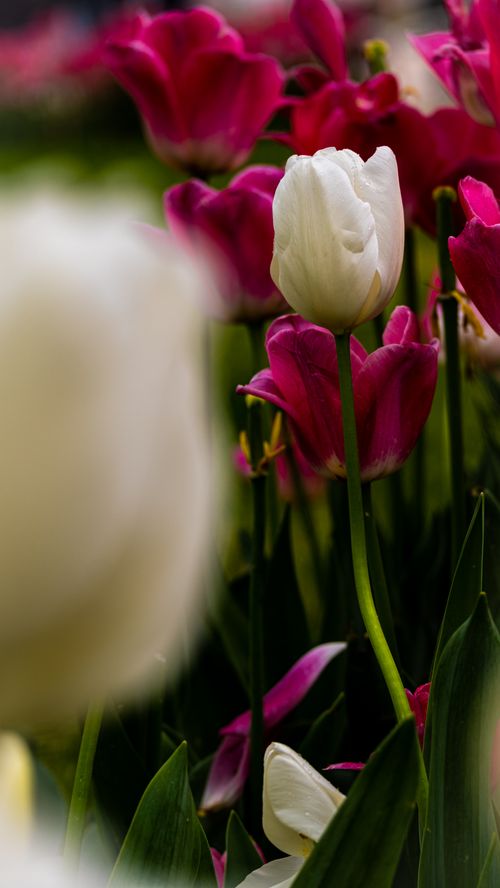 Free Close-up of vibrant tulips in full bloom in an İstanbul garden, showcasing nature's beauty. Stock Photo