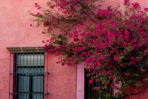 Gratis Foto stok gratis bangunan, berwarna merah muda, bunga-bunga Foto Stok