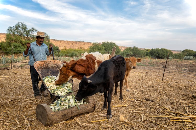 Man Feeding Cows