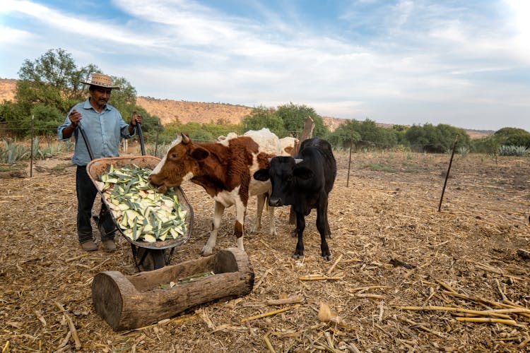 Farmer Feeding Cows