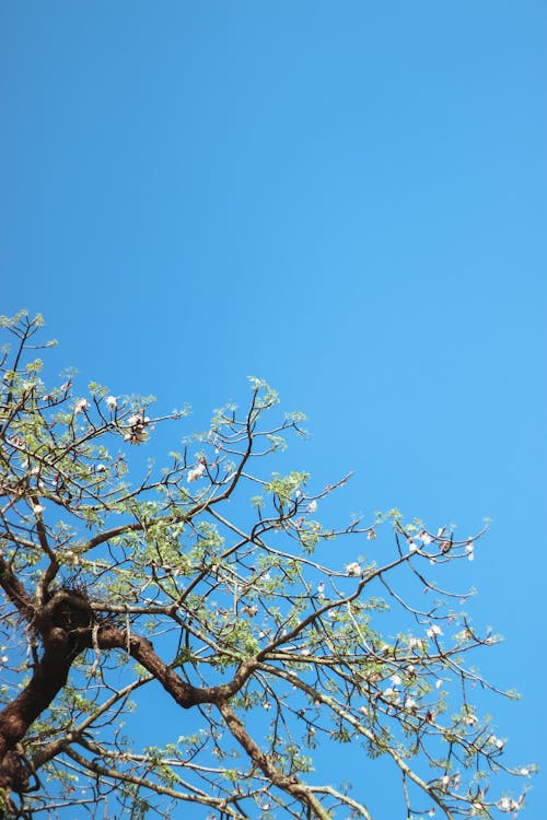 Tree in Blossom with Clear Blue Sky in the Background 