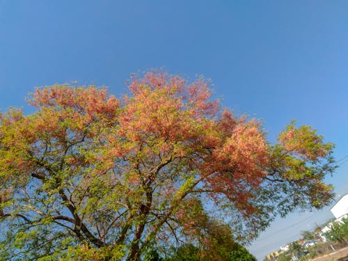 Free stock photo of beautiful flowers, blue sky, brasil