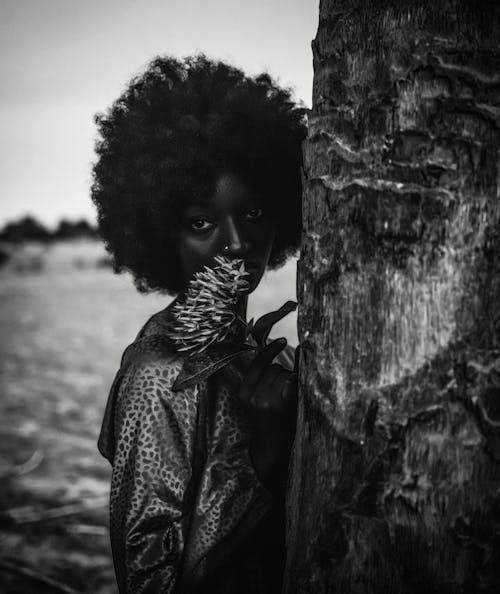 Foto d'estoc gratuïta de afro, arbre, blanc i negre