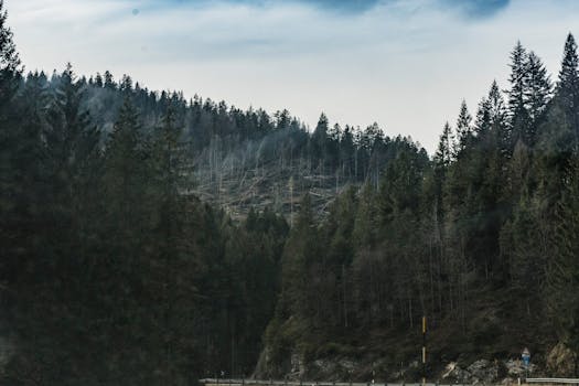 薄雾笼罩的天空下，针叶林的壮丽景色凸显了大自然的宁静之美