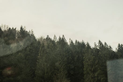 晨雾朦胧，针叶林静谧，常绿树木郁郁葱葱