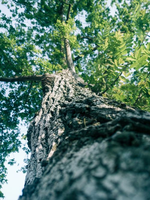 Free A stunning view from below of a tree trunk and lush green leaves against a clear summer sky. Stock Photo