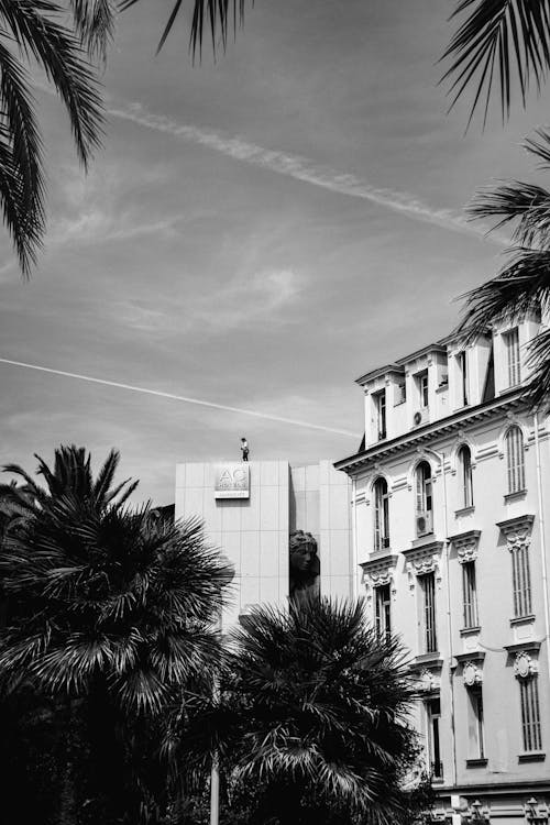 Black and White Picture of Buildings and Palm Trees in City 