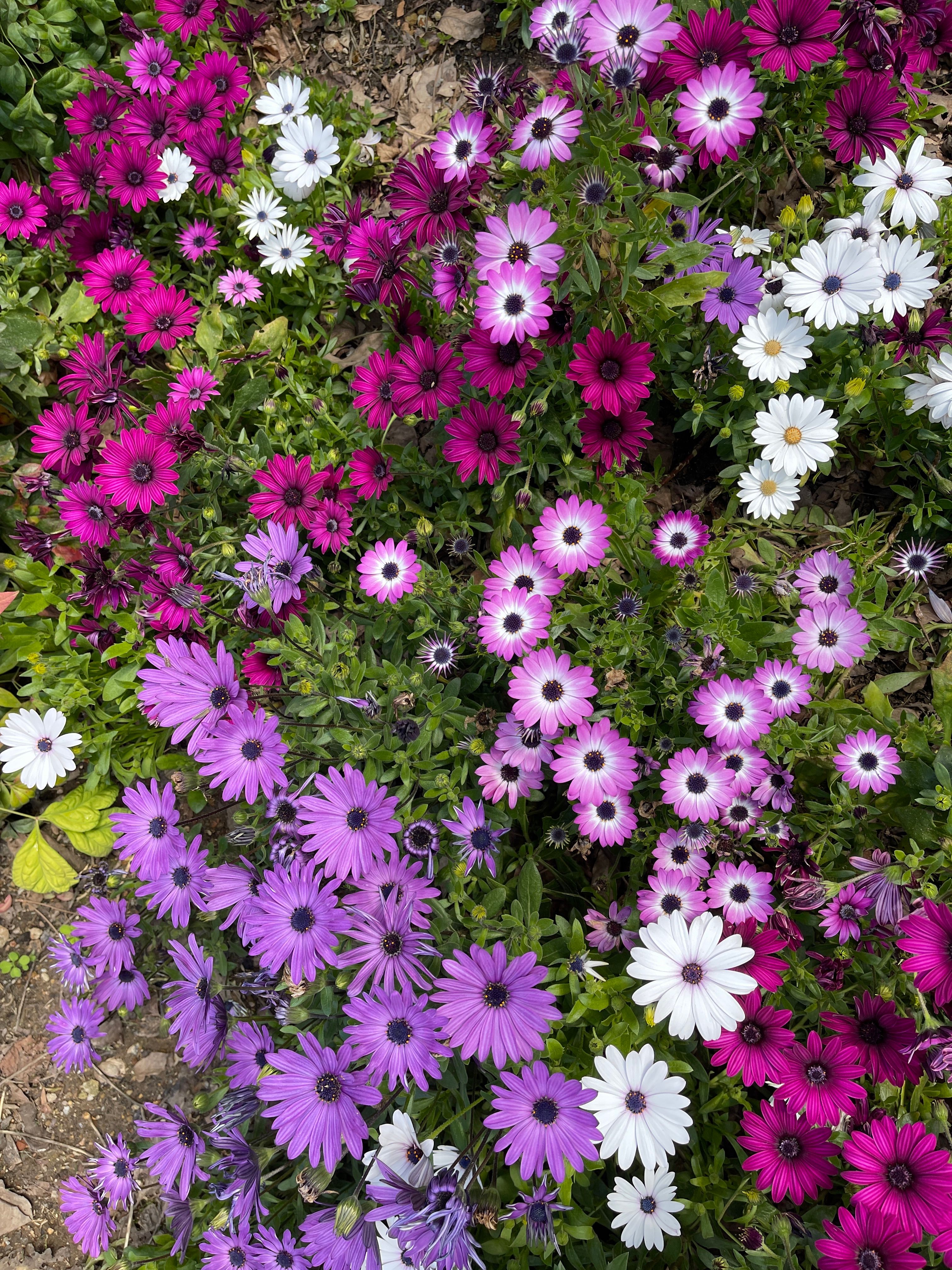 High Angle View of Flowers · Free Stock Photo