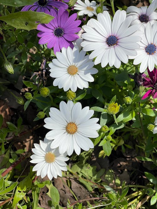 Free Close-up of African Daisies in the Garden  Stock Photo