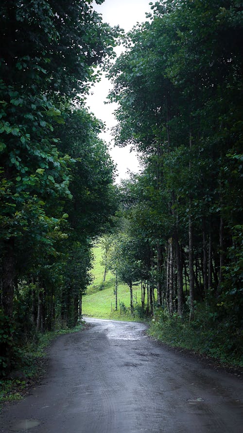 Imagine de stoc gratuită din arbori, codru, drum de pământ