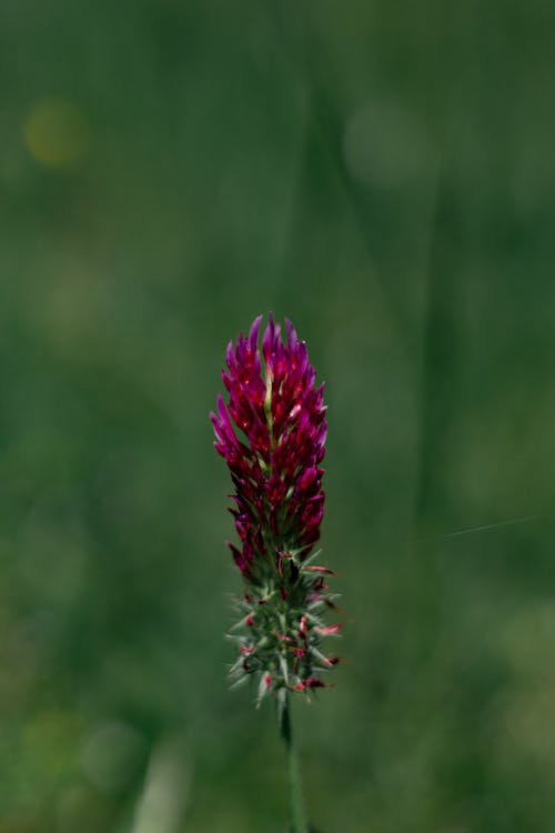 Pink Flower on Green Background