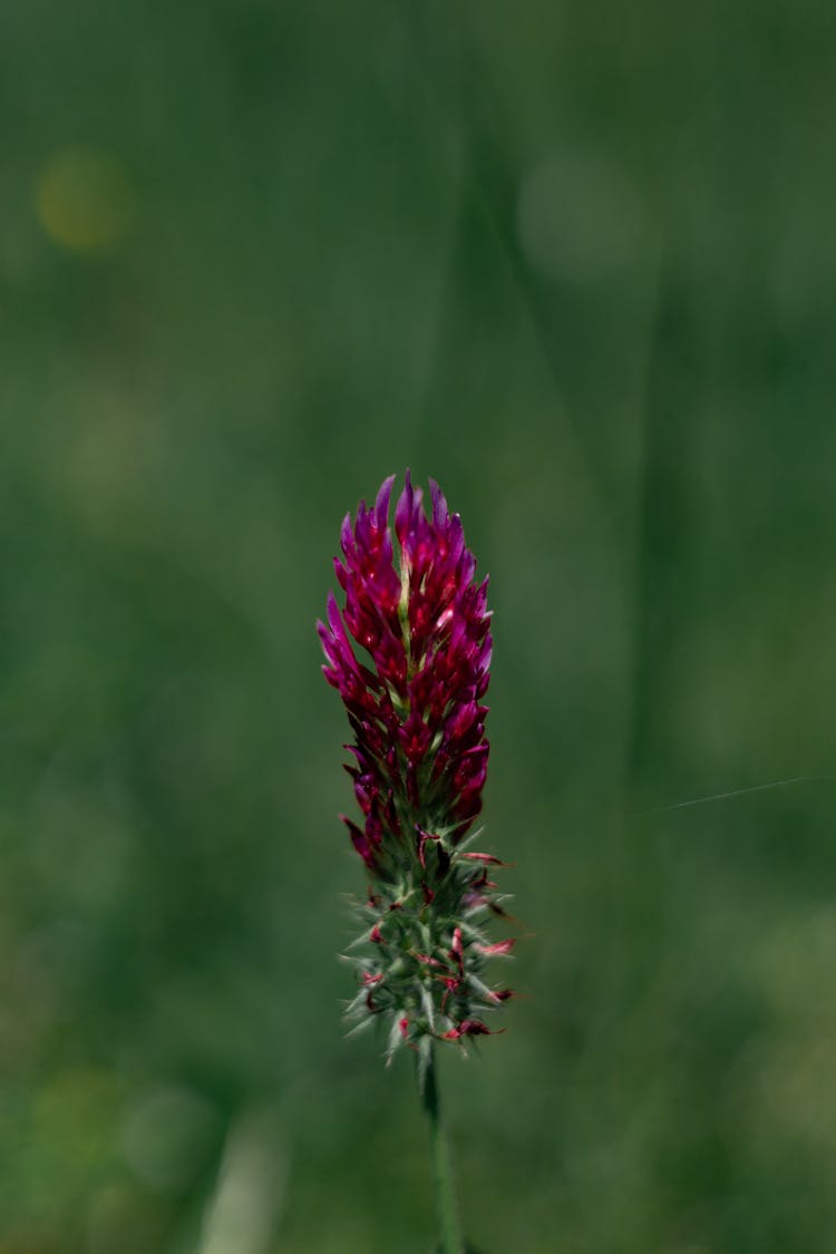 Pink Flower On Green Background