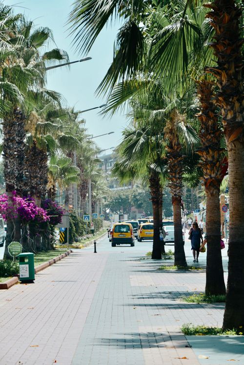 Free A lively city street in Türkiye lined with palm trees and urban activity, capturing a sunny day. Stock Photo