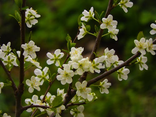 Close-up of Blooming Tree in Nature