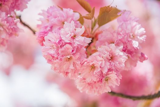 A stunning close-up of pink cherry blossoms showcasing freshness and natural beauty.