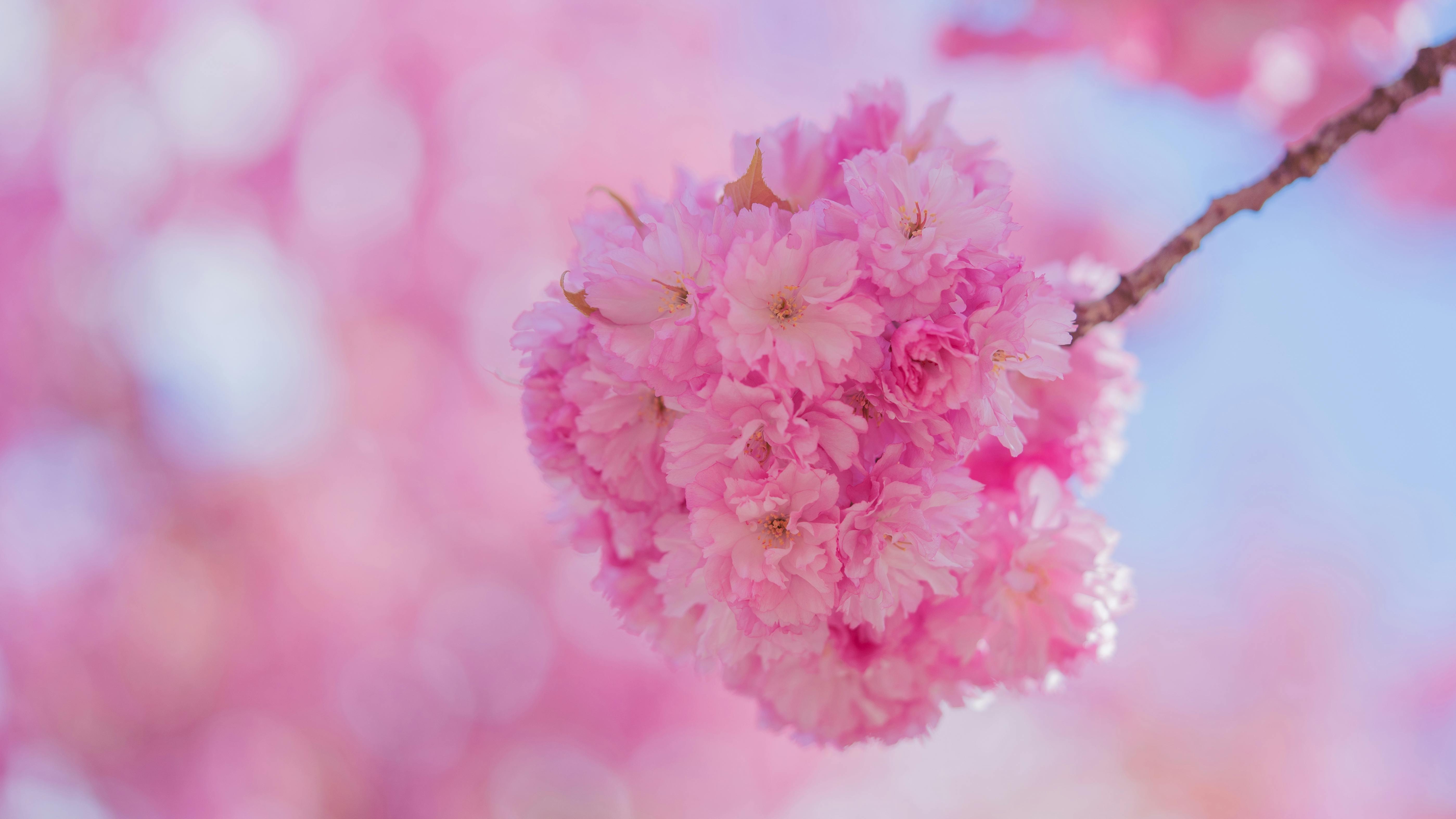 Hoa anh đào giữa màn đêm | Nature photography, Cherry blossom wallpaper,  Cherry blossom wallpaper iphone