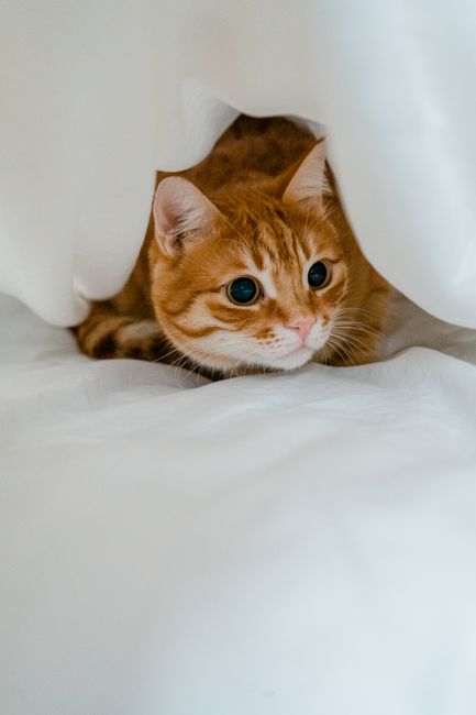 Charming ginger cat peeks out from white bedding, capturing a cozy and playful mood.