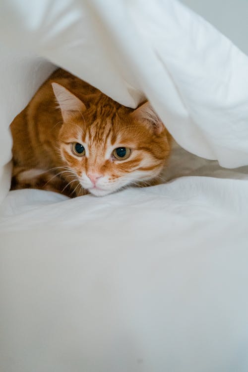 An Orange Cat between White Bedding 