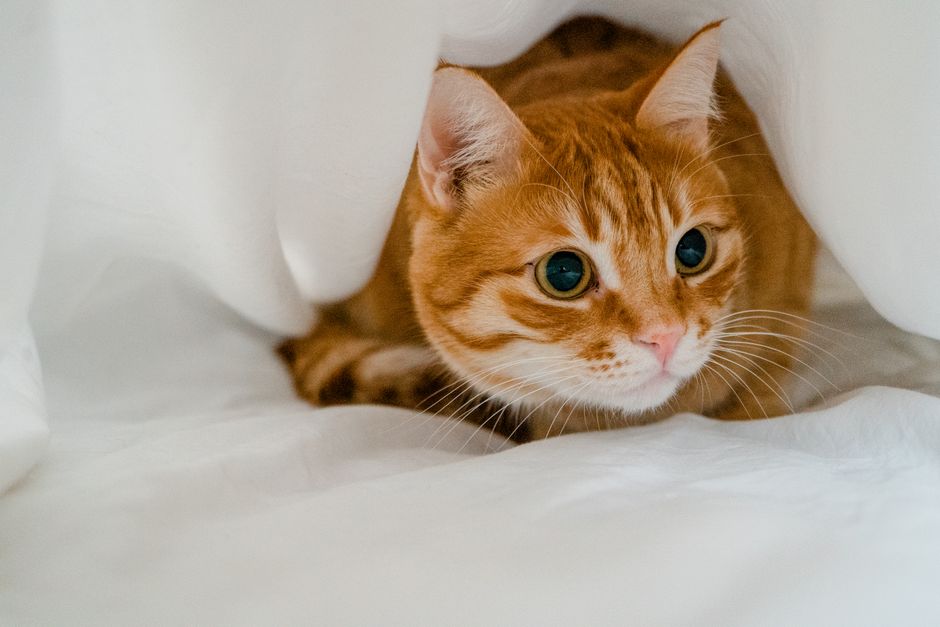 A cute orange tabby cat playfully hides under soft white sheets, creating a cozy indoor scene.