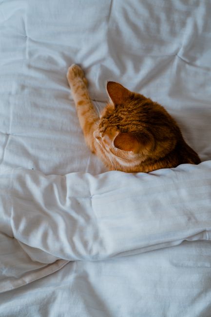 Adorable ginger cat napping on a cozy white bed, showcasing a peaceful moment.