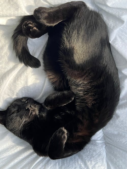 Free Black Cat Sleeping on a Bed Stock Photo