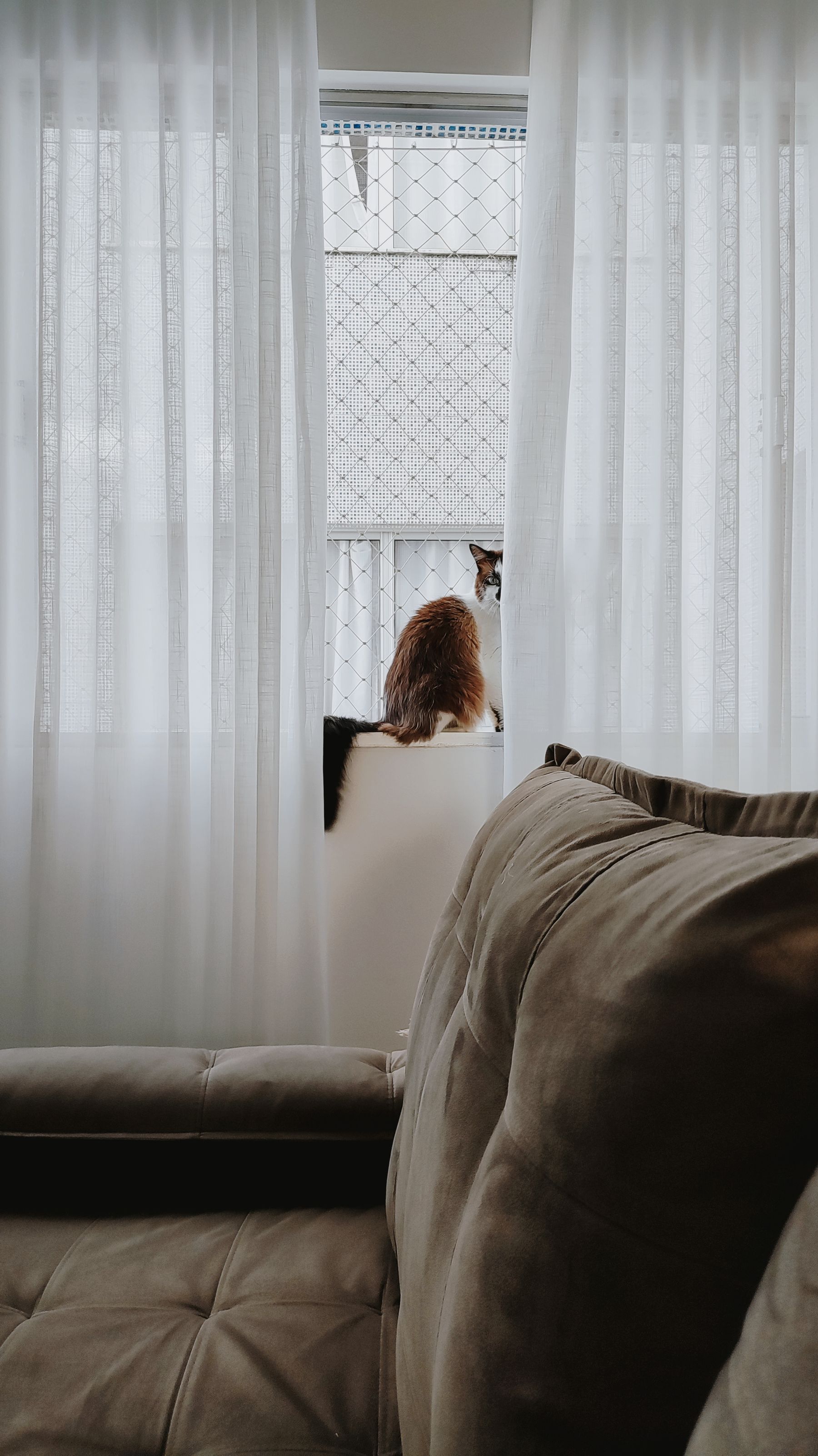 Cat visible through sheer curtains next to a living-room sofa