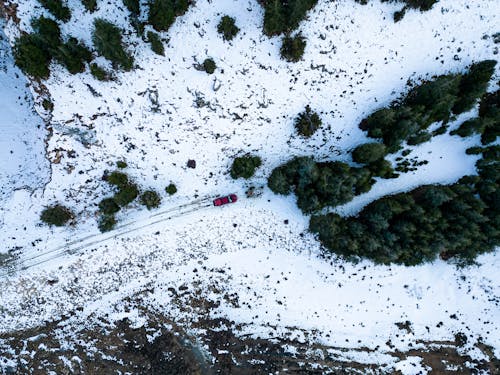 Car and Trees in Snow