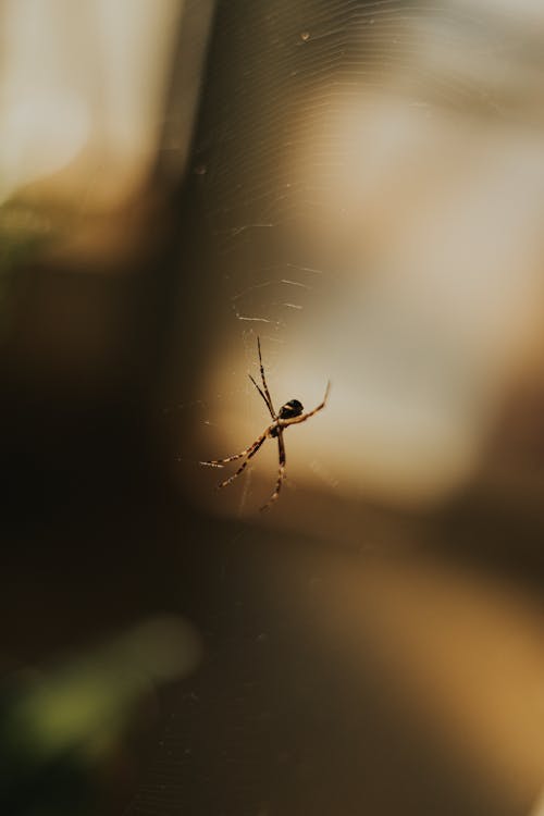 Spider on Web