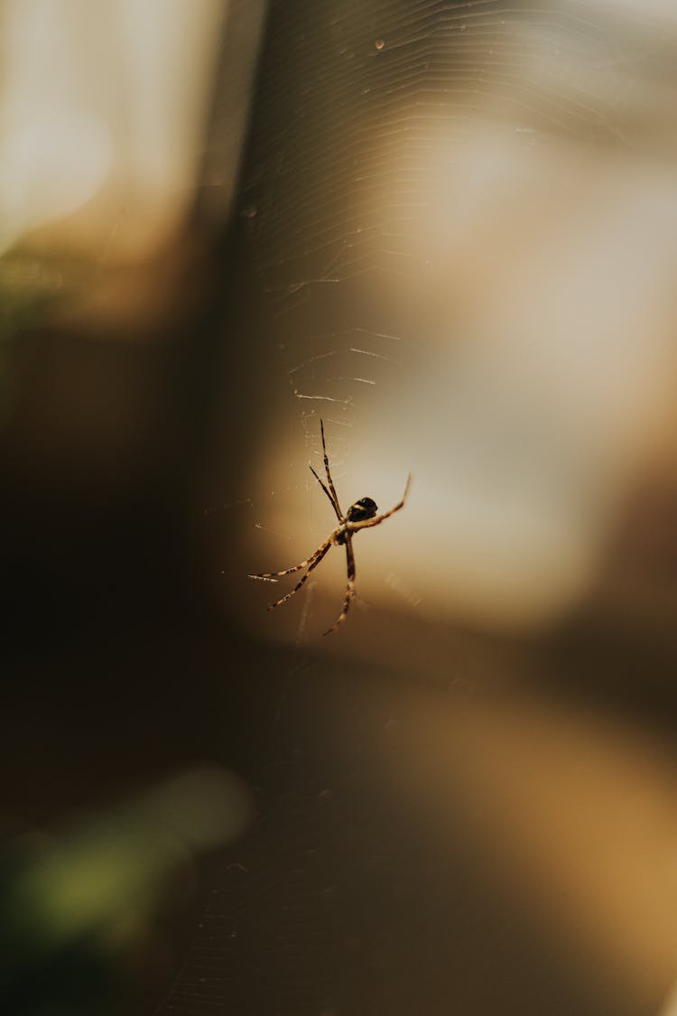 Spider On Web